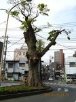 IMG_5858半里の欅.jpg