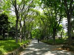 IMG_5884氷川神社.jpg