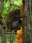 IMG_6531猿.JPG