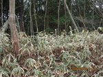 Img_0083takasasab.jpg