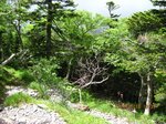 Img_0179森林限界.jpg