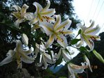 Img_0283百合.jpg
