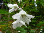 Img_0544hana.jpg