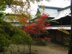 Img_0588紅葉.jpg