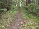 Img_0771sankaku.jpg