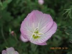 Img_0814pink2.jpg