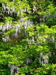 Img_0871huji.jpg