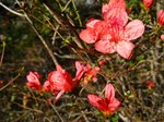 Img_1458つつじ.jpg