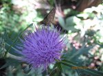 Img_1728azami.jpg
