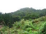 Img_1841zassou.jpg
