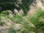 Img_1911susuki.jpg