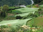 Img_1965soba-hatake.jpg