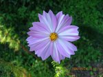 Img_2010cosmos1.jpg