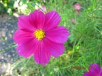 Img_2013cosmos2.jpg