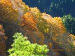 Img_2015モミジ.jpg