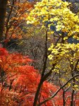 Img_2020モミジ.jpg
