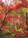 Img_2046モミジ.jpg