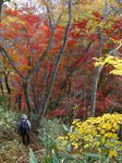 Img_2059モミジ.jpg