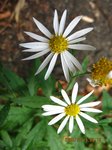 Img_2156yomena.jpg