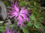 Img_2197nadesiko.jpg
