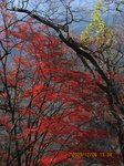 Img_2278モミジ.jpg
