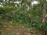Img_2332tyoujou.jpg
