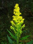 Img_2503awadatijpg.jpg