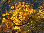 Img_2750kouyou.jpg