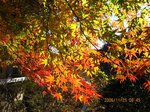 Img_2850momiji.jpg