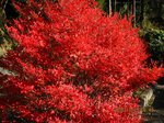 Img_2857akajpg.jpg