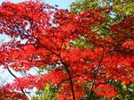 Img_2911momiji.jpg