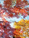Img_2915momiji.jpg