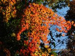Img_2931momiji.jpg