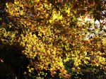 Img_2942kiiro.jpg