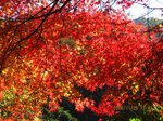 Img_2947momiji.jpg
