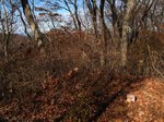 Img_3129sankaku.jpg