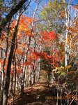 Img_3166momiji.jpg