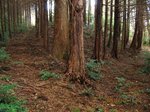 Img_3217bunki.jpg