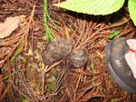 Img_3337unchi.jpg