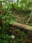 Img_3517sankaku.jpg