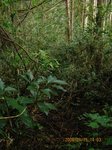 Img_3521rindo.jpg