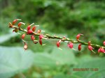 Img_3759mizuhiki.jpg