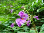 Img_3767tsurifune.jpg