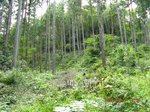 Img_3770rindou.jpg