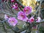 Img_3814梅.jpg