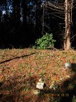 Img_3830sankaku.jpg