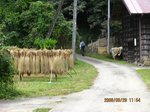 Img_3843aki.jpg