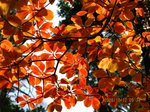 Img_4163kouyou.jpg
