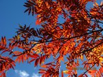 Img_4197kouyou.jpg