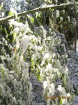 Img_4256笹乃雪.jpg